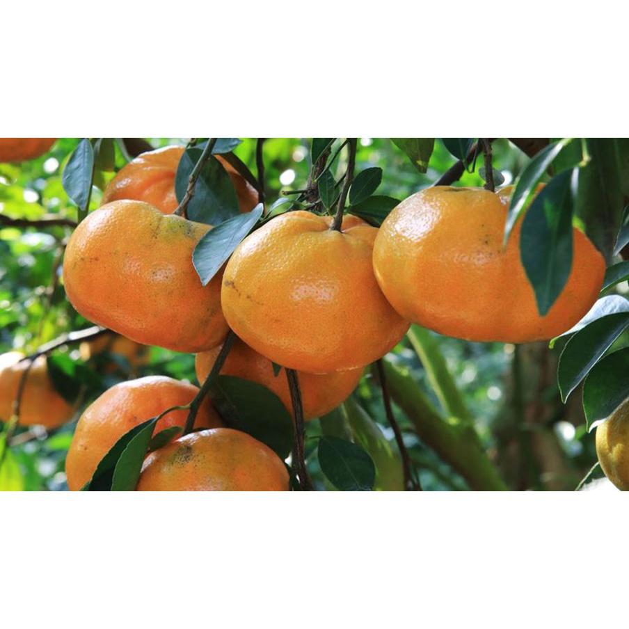 Cây giống Quýt Hồng siêu sớm, siêu sai. .