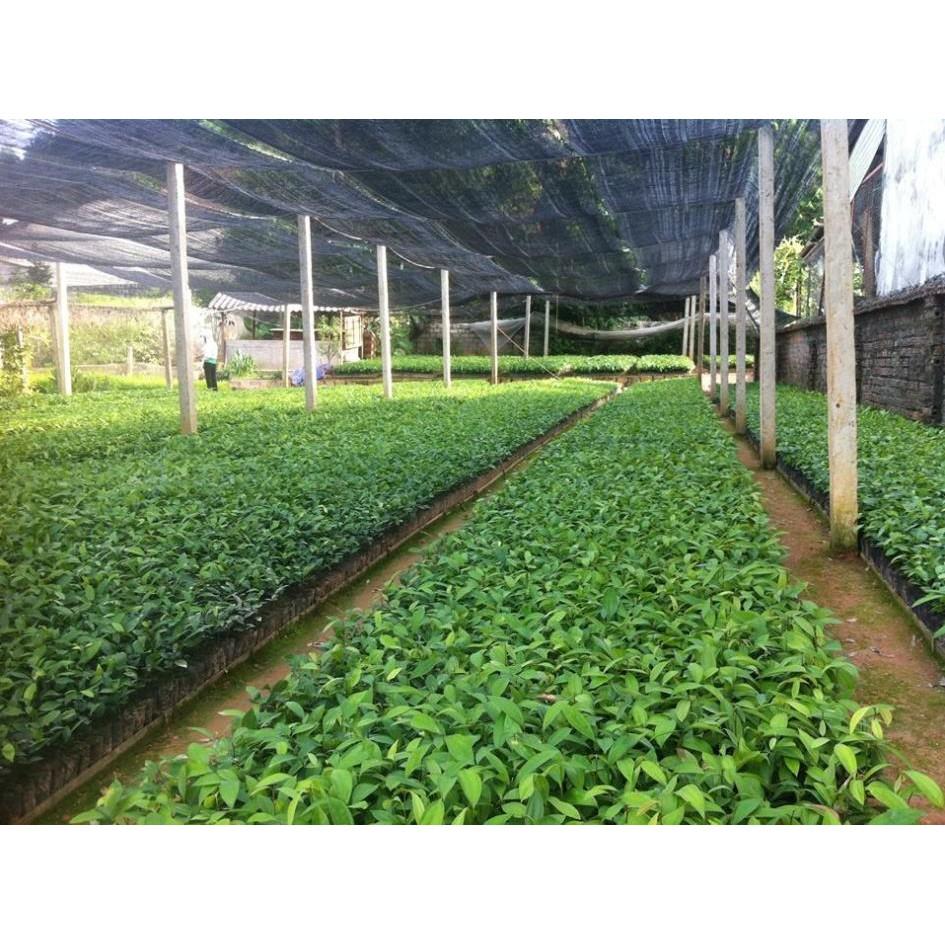 COMBO 3 cây QUẾ giống - Hàng cây giống to khỏe đẹp