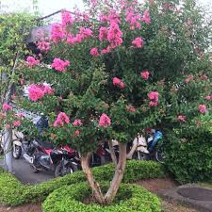 Cây tường vi, chậu cây tường vi hoa hồng cánh sen, hoa cực đẹp ra quanh năm