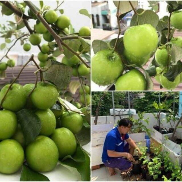 Cây giống táo Thái Lan siêu trái trái sớm