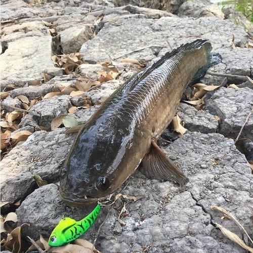 Mồi câu cá giả Orochi 5g 8g và 10g chuyên câu cá lóc sanami fishing