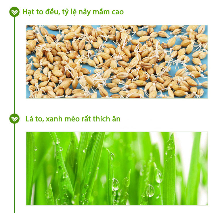 Hạt Giống Cỏ Mèo Tươi Cho Mèo Cat Grass Seeds Bioline 100g - YonaPetshop