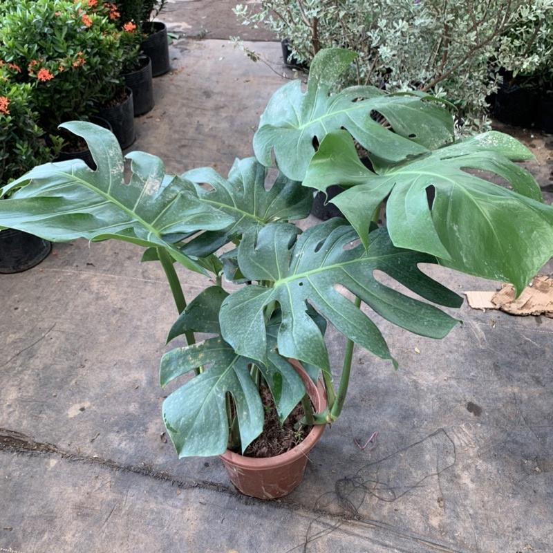 Cây trầu bà nam mỹ Monstera cao 50cm, nhánh lá xum xuê xanh tươi quanh năm, cây phong thuỷ trồng nội thất, sân vườn