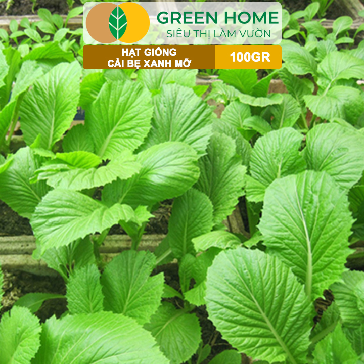 Hạt Giống Cải Bẹ Xanh Mỡ GreenHome, GÓI 100GR, Dễ Trồng, Nảy Mầm Cao, Thu Hoạch,Năng Suất R33