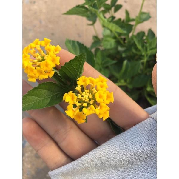 Cây hoa ngũ sắc vàng rủ trồng bịch đen ,thích hợp trồng công trình trang trí sân vườn