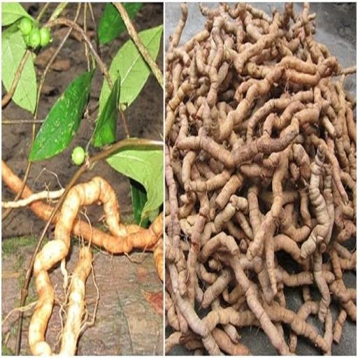 COMBO 3 CÂY GIỐNG BA KÍCH TÍM CHUẨN GIỐNG