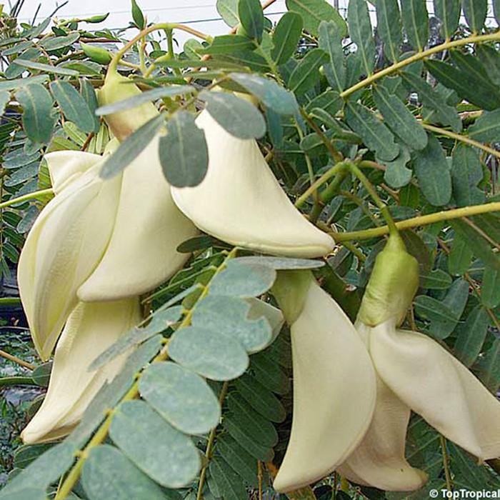 Hạt Giống Cây Bông So Đũa - Gói 50 Hạt - Tặng gói kích thích hạt nảy mầm