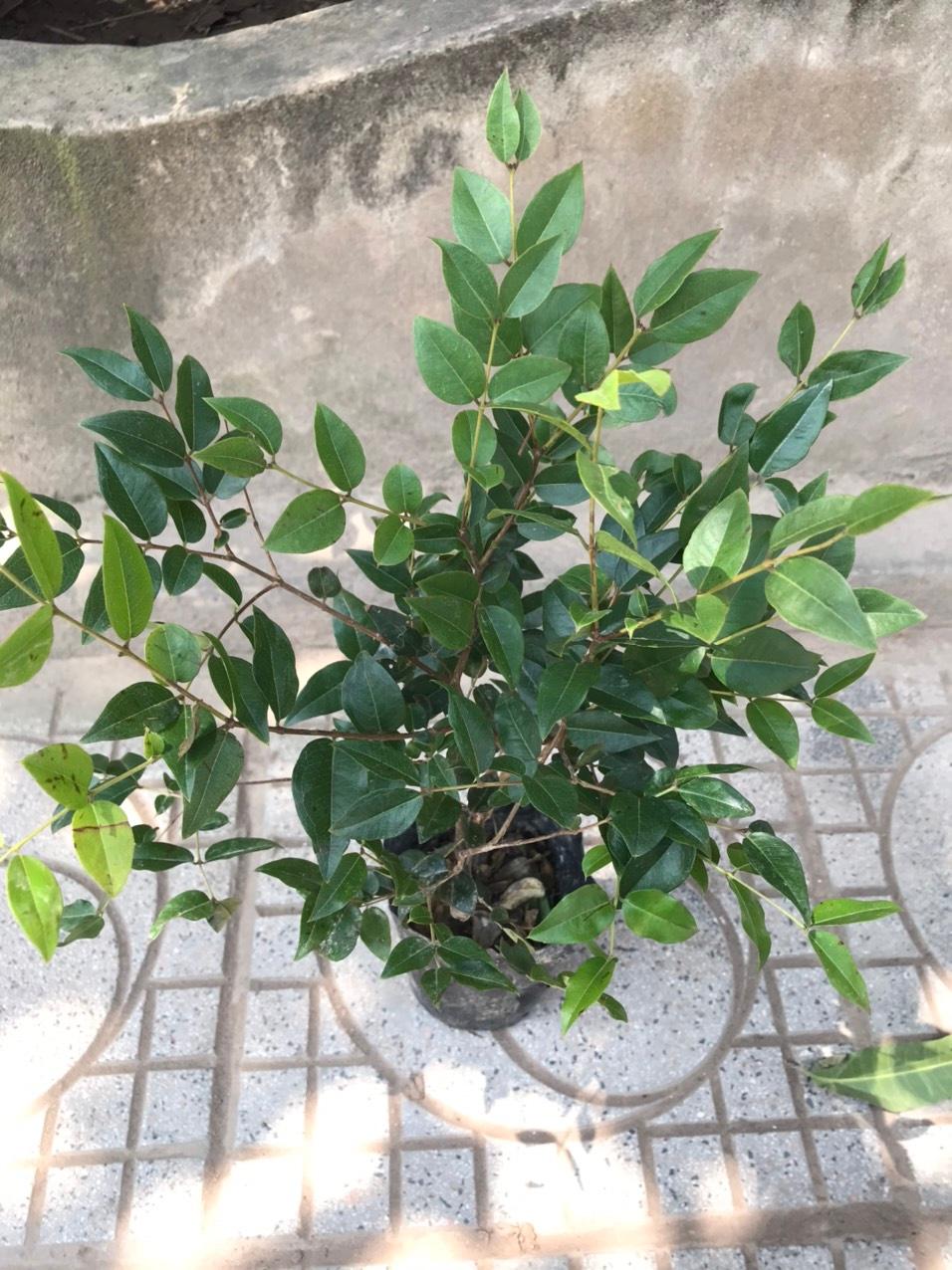 Cây nho thân gỗ, giống nho thân gỗ ra quả quanh năm, giống nho thân gỗ quả mọc thân, sai chi chít quả, quả cực ngon