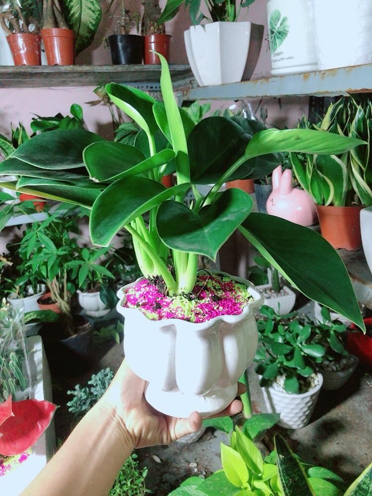 Chậu Cây Đế Vương Xanh Để Bàn