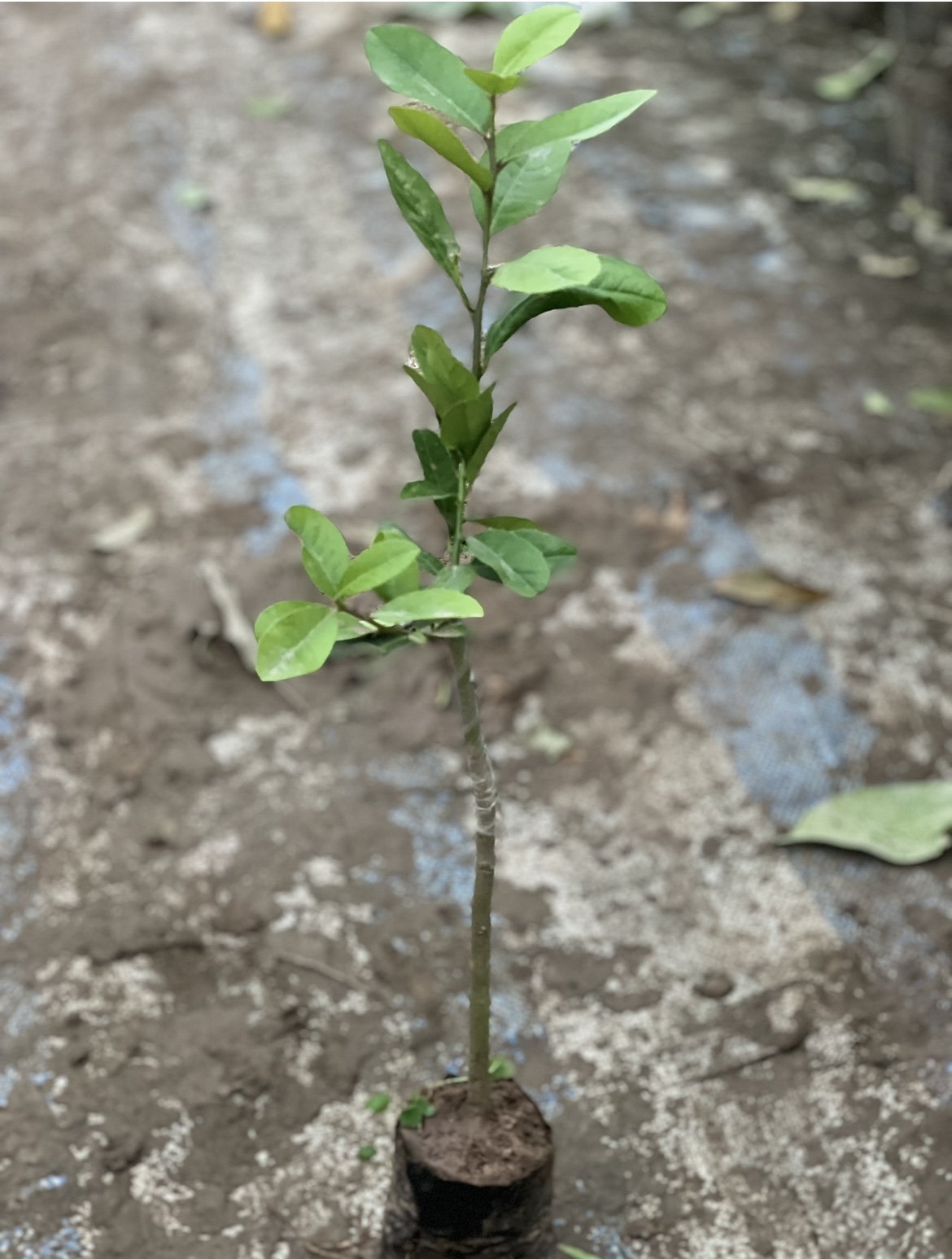 Cây giống chanh vàng Mỹ cao 25-35cm