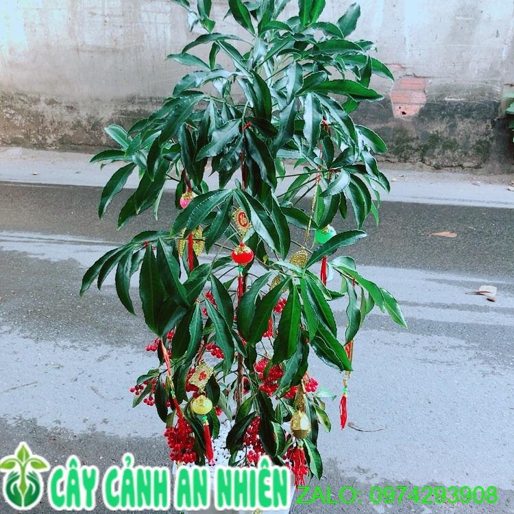 Chậu Cây Kim Ngân Lượng