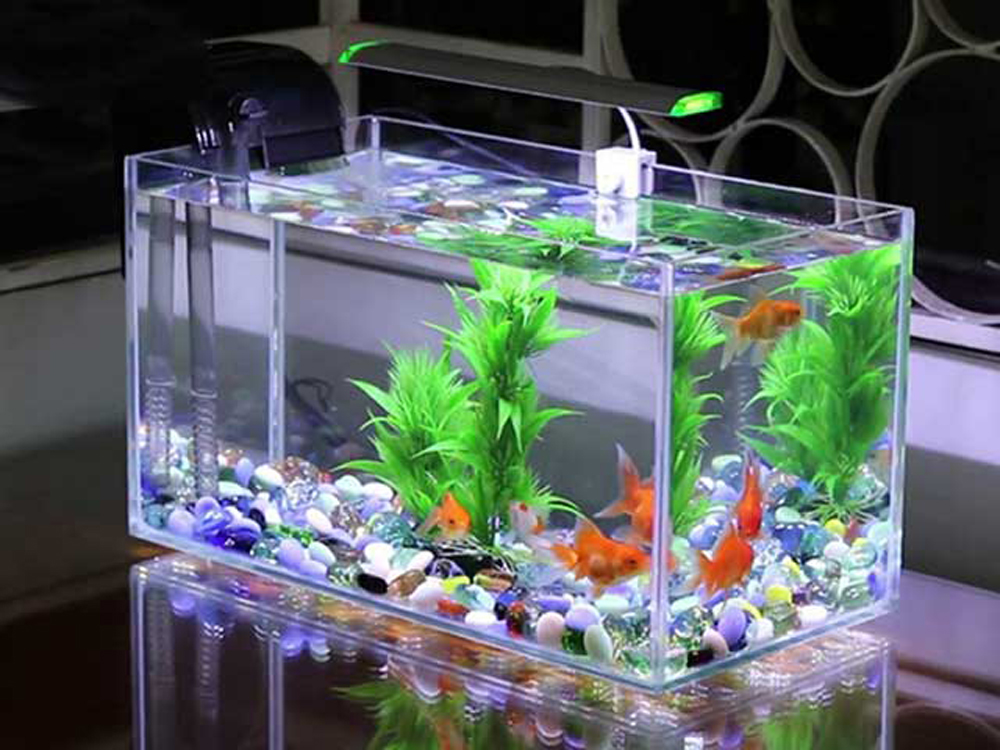 TN7 Giúp Cá Tiêu Hóa & Hấp Thụ Thức Ăn Tốt Túi 50gr