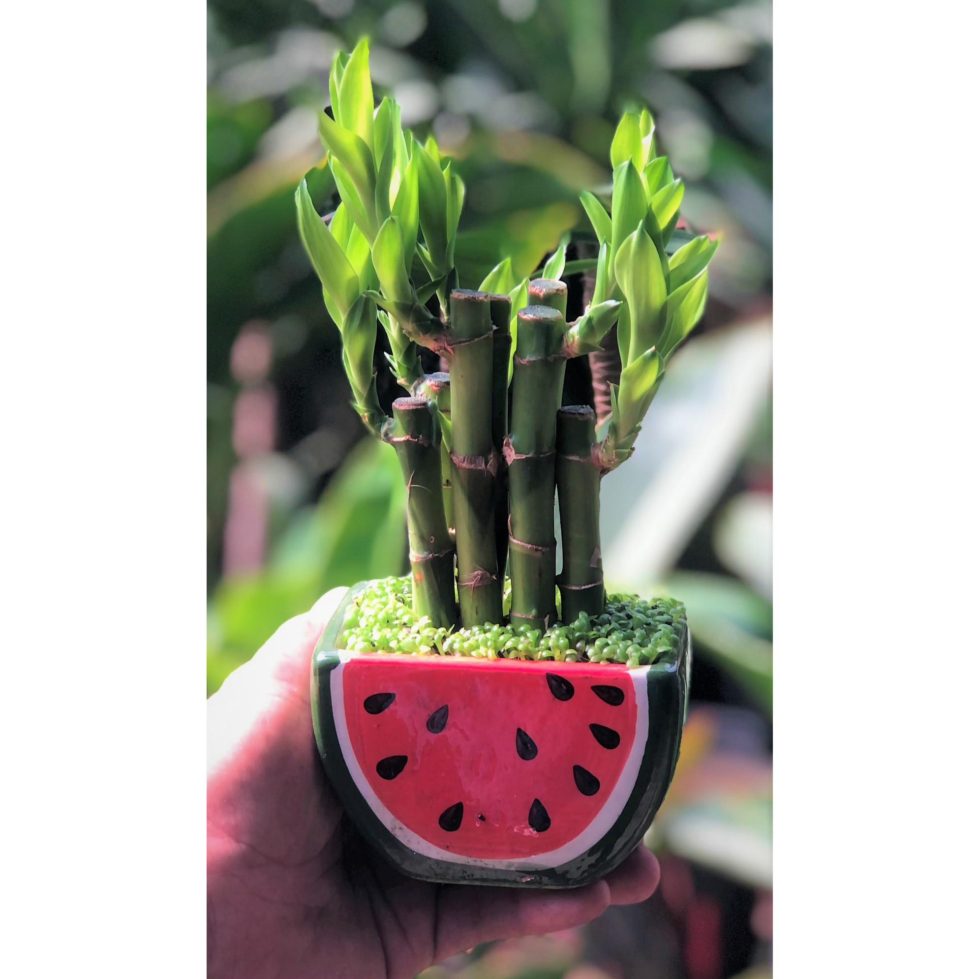 Chậu dứa hấu trúc Phú Quý