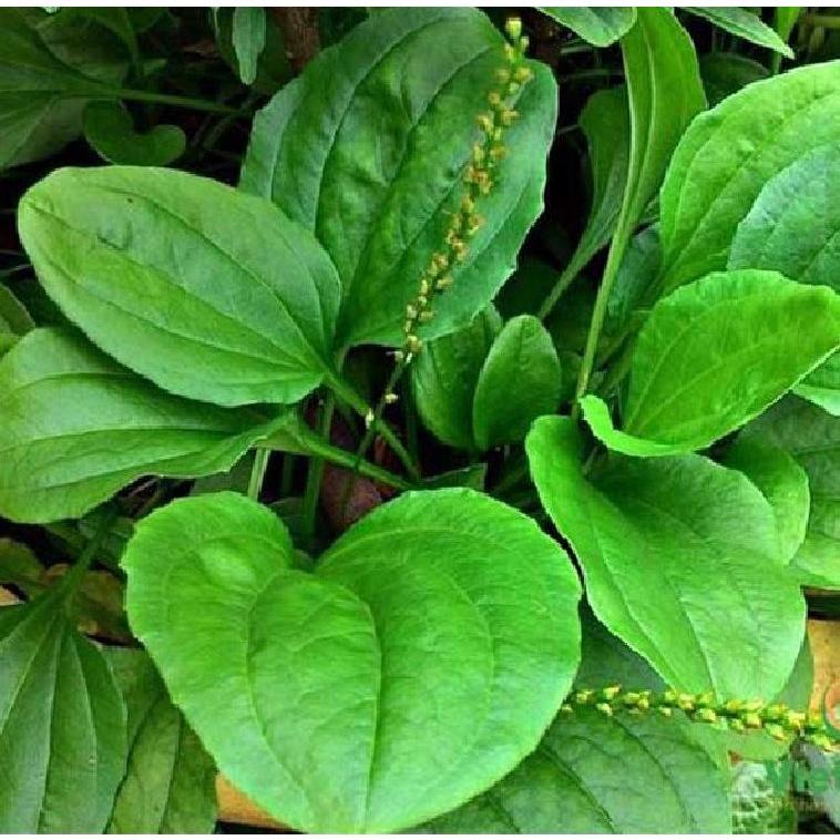 Combo 3 gói hạt giống cây mã đề-gói 2 gram - Tặng 1 gói phân bón