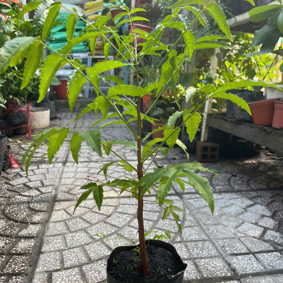 Cây sầu đâu cao khỏe mạnh cao khoảng 40cm