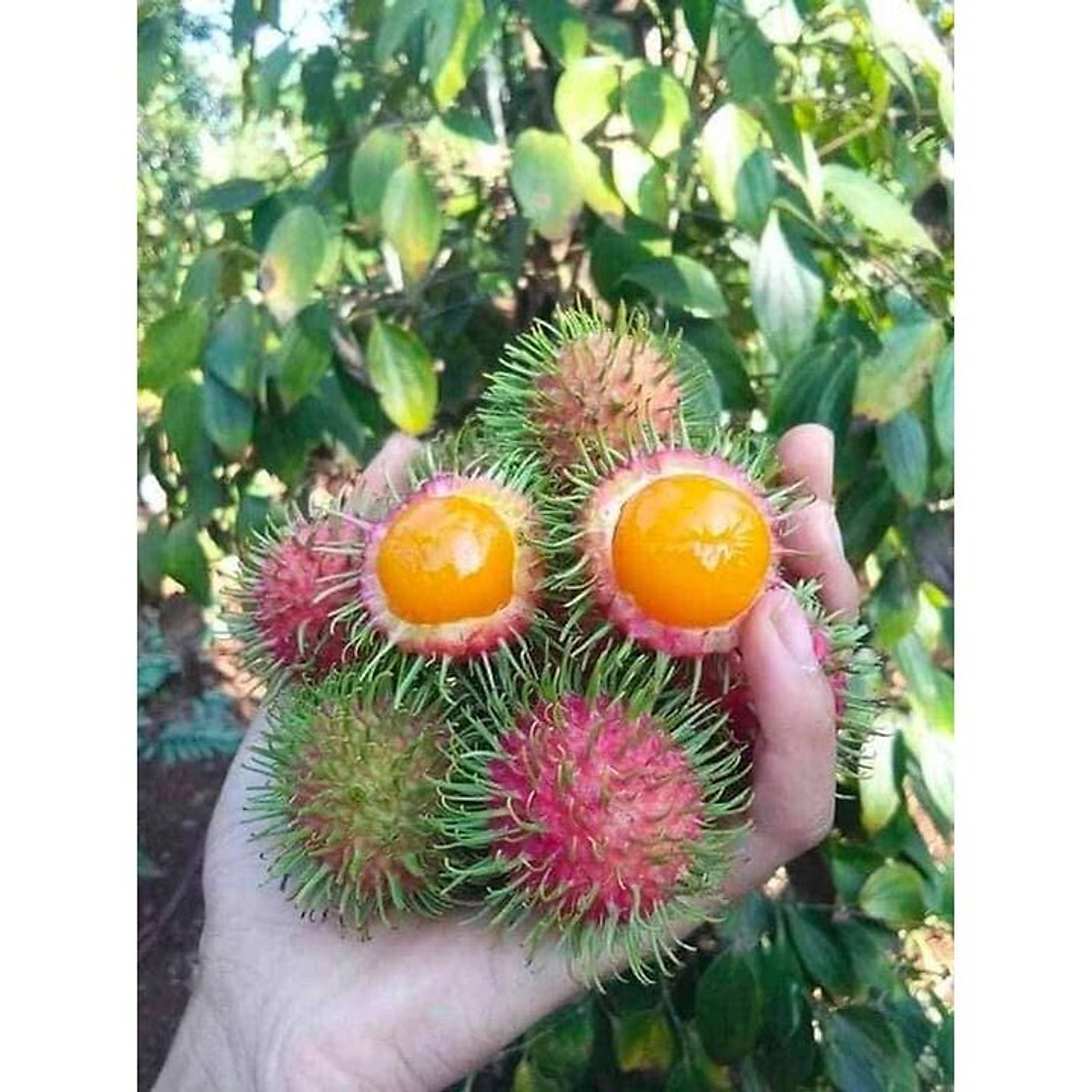 CÂY GIỐNG CHÔM CHÔM RUỘT VÀNG SIÊU SỚM
