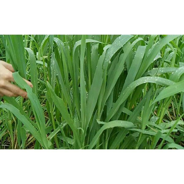 Hạt Giống Cỏ Yến Mạch 1kg – Hạt Giống Cỏ Chăn Nuôi Chịu Lạnh Tốt