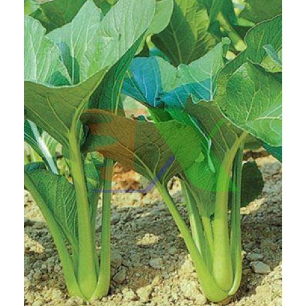 Hạt giống rau cải ngọt cao sản F1 KNS3400 - 1 gói 10gram
