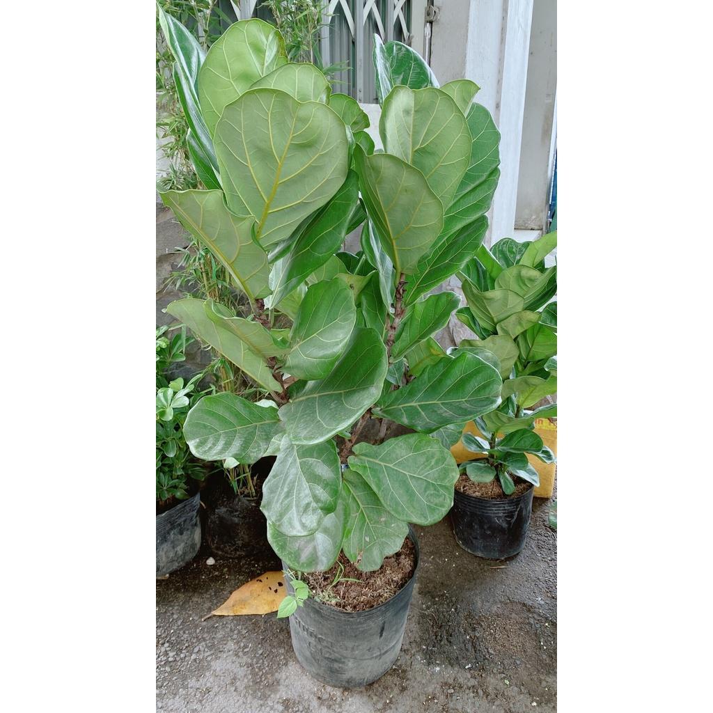Chậu Cây Bàng Lớn