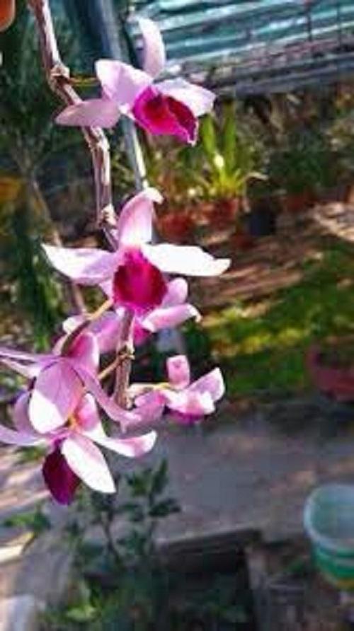 Phi điệp bệt chúa ninh thuận, phi điệp đột biến ninh thuận, mặt hoa đẹp cấy mô