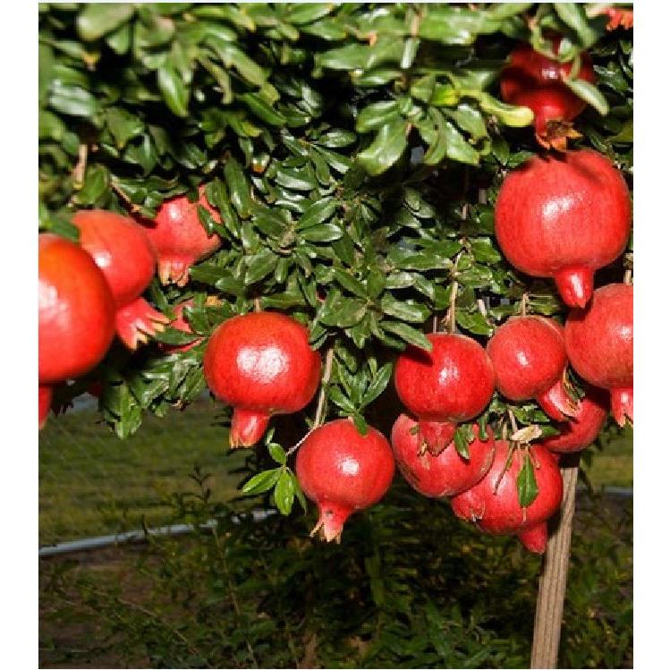 Hạt Giống Lựu Đỏ Đậm Ấn F1 - Gói 10 hạt/Tặng gói kích thích hạt nảy mầm