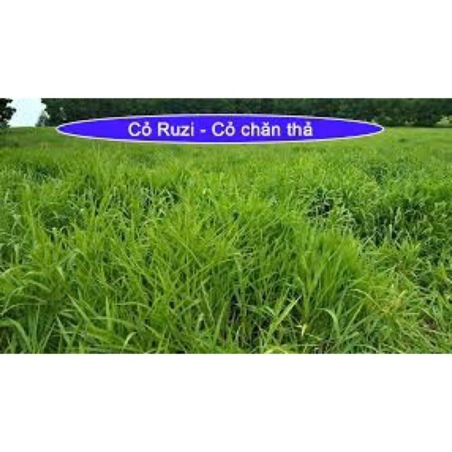 200g hạt giống cỏ xả chịu giẫm đạp Ruzi trong chăn nuôi