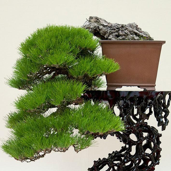 Hạt giống cây thông đen nhật bản tỷ lệ nảy mầm cao Japanese Black Pine seeds