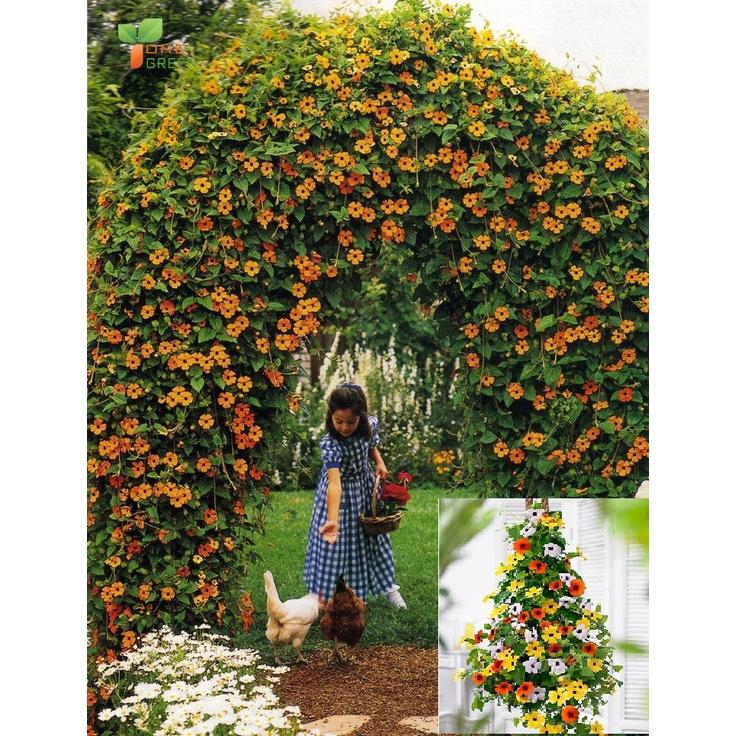Hạt Giống Hoa Ánh Dương Nhiều Màu KNS3475 - Gói 5 hạt