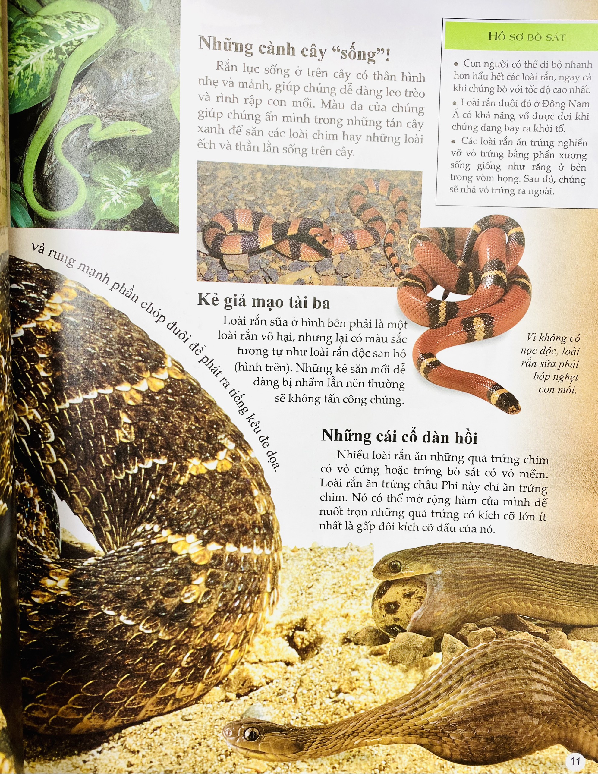 Bách Khoa Tri Thức Về Khám Phá Thế Giới Cho Trẻ Em - Reptiles - Bò Sát