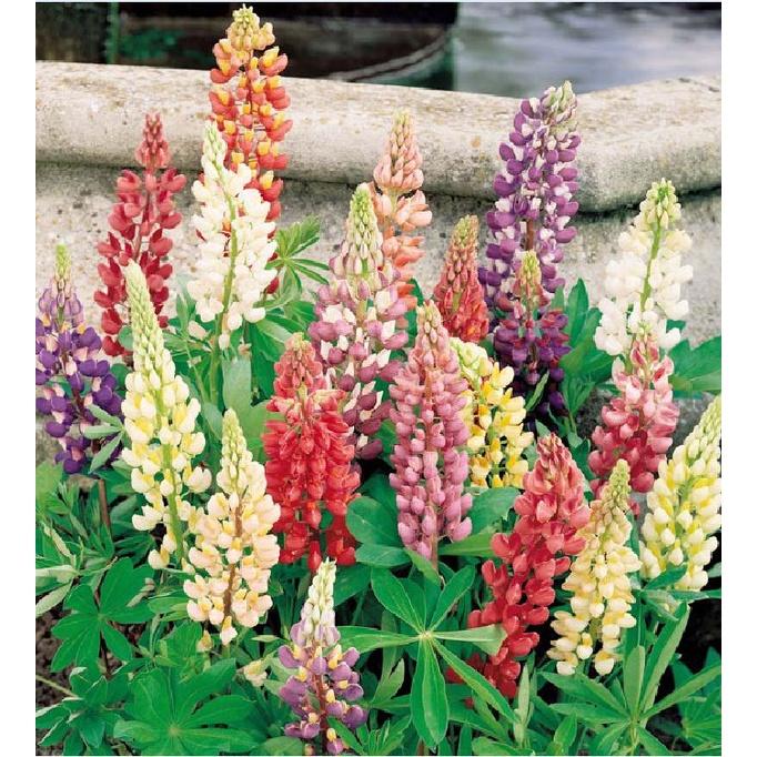 Hạt giống hoa đậu thơm lupin nhiều màu CT406 - Gói 50 hạt