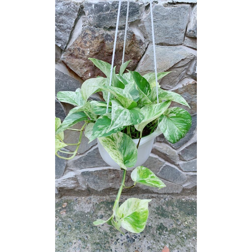 Chậu Trầu Bà Sữa