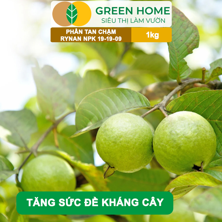Phân Tan Chậm GreenHome, Rynan NPK 19-19-09, Túi 1kg, Giúp Cây Ăn Trái Phát Triển Mạnh, Chất Lượng