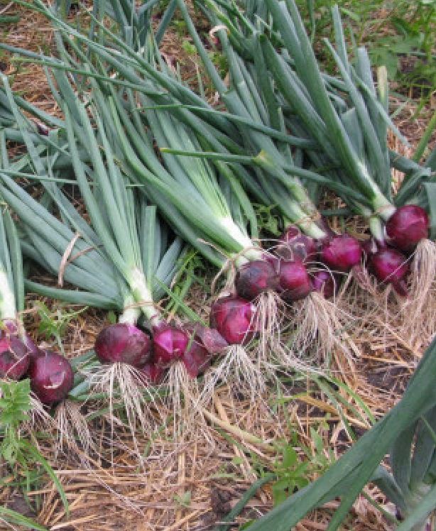 Combo 2 gói Hạt giống hành gốc tím F1 -gói 2gram/tặng kèm gói phân bón lót