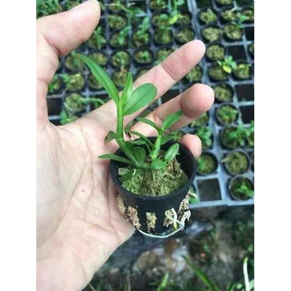 Phi điệp 5ct mắt xước hàng giống