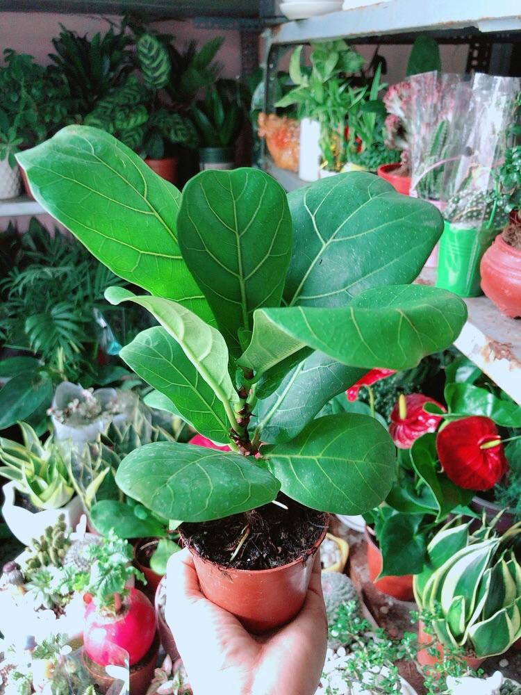 Cây Bàng Singapore Cao 20cm