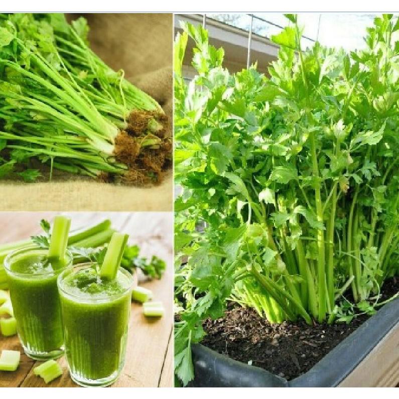 Combo 2 Gói Hạt Giống Rau Cần Tây