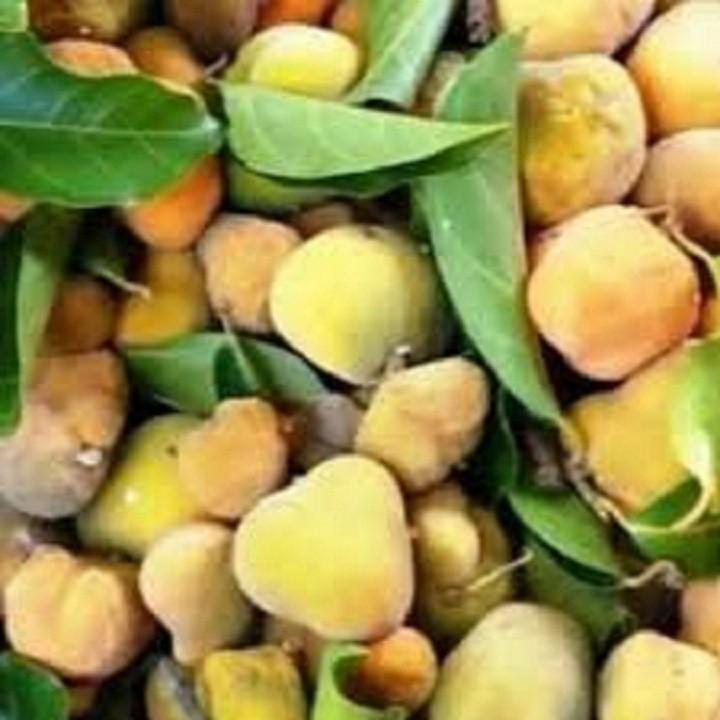 COMBO 2 CÂY NHỘI GIỐNG