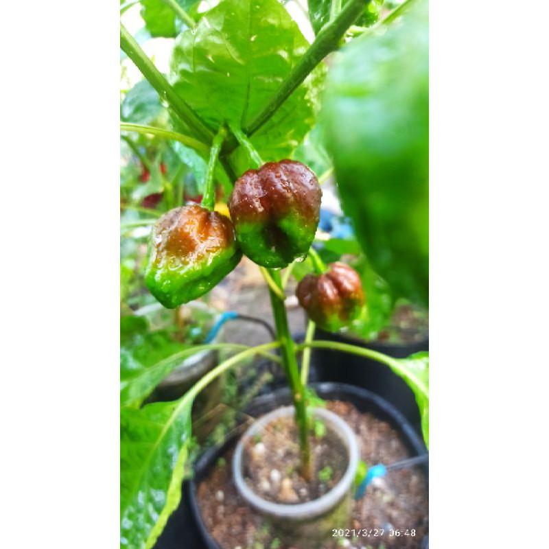 Hạt ớt Habanero chocolate
