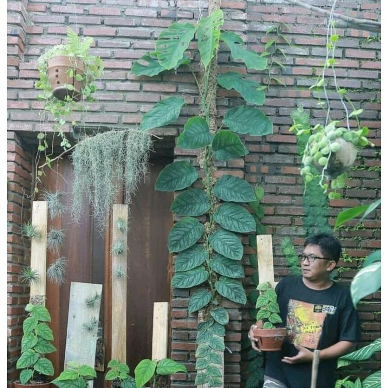 Trụ sơ dừa dạng bảng gỗ siêu bền, thích hợp dây leo
