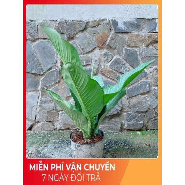 Cây Đại Phú Gia