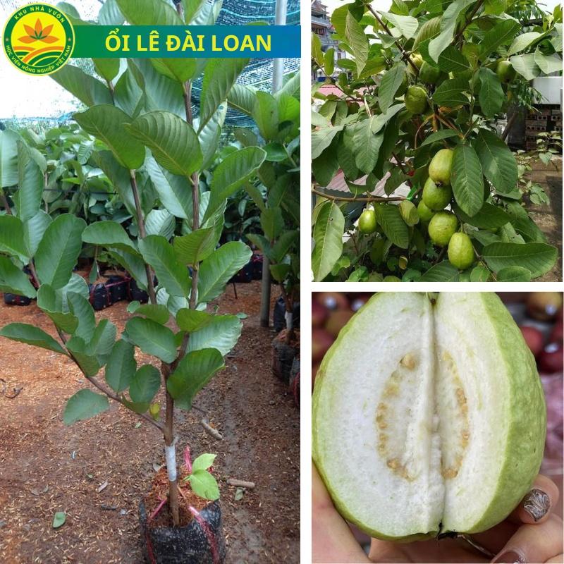 Cây giống ổi lê Đài Loan, giống ổi chất lượng cao, quả to, thịt dày, ngọt, cây giống khỏe dễ trồng, sớm cho trái