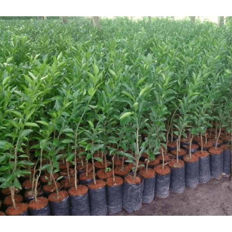 500gram túi bầu ươm cây 8x16