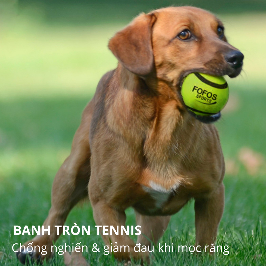 Banh đồ chơi cho chó FOFOS, Đồ chơi banh tennis chống nghiến răng cho chó, Combo 2 trong 1, Loa vui nhộn, Bền bỉ an tòan