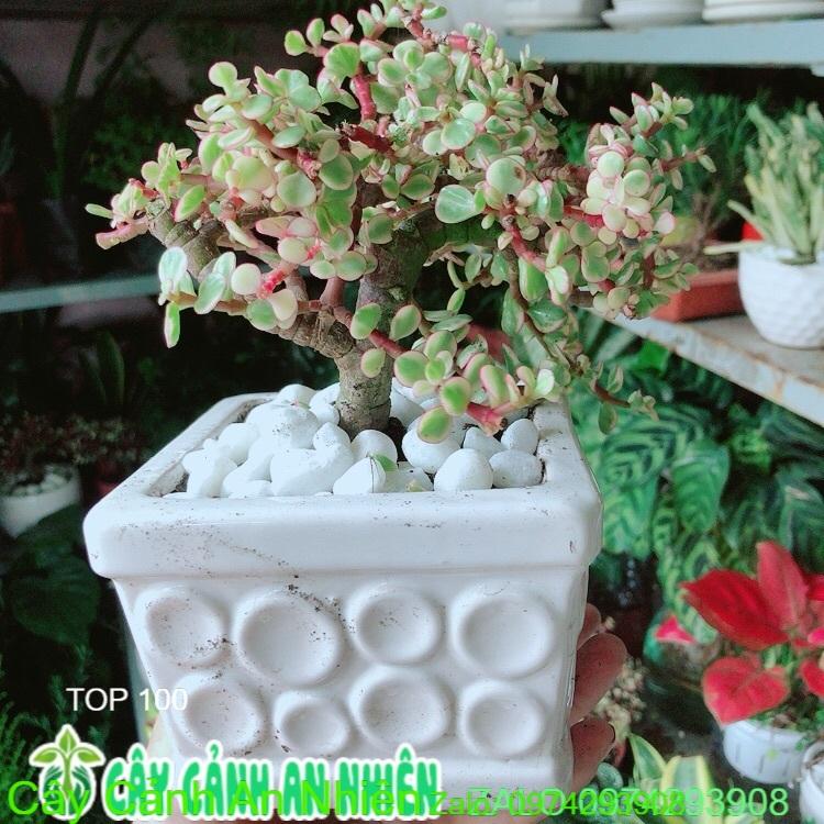Chậu Cây Cành Vàng Lá Ngọc Cổ Thụ