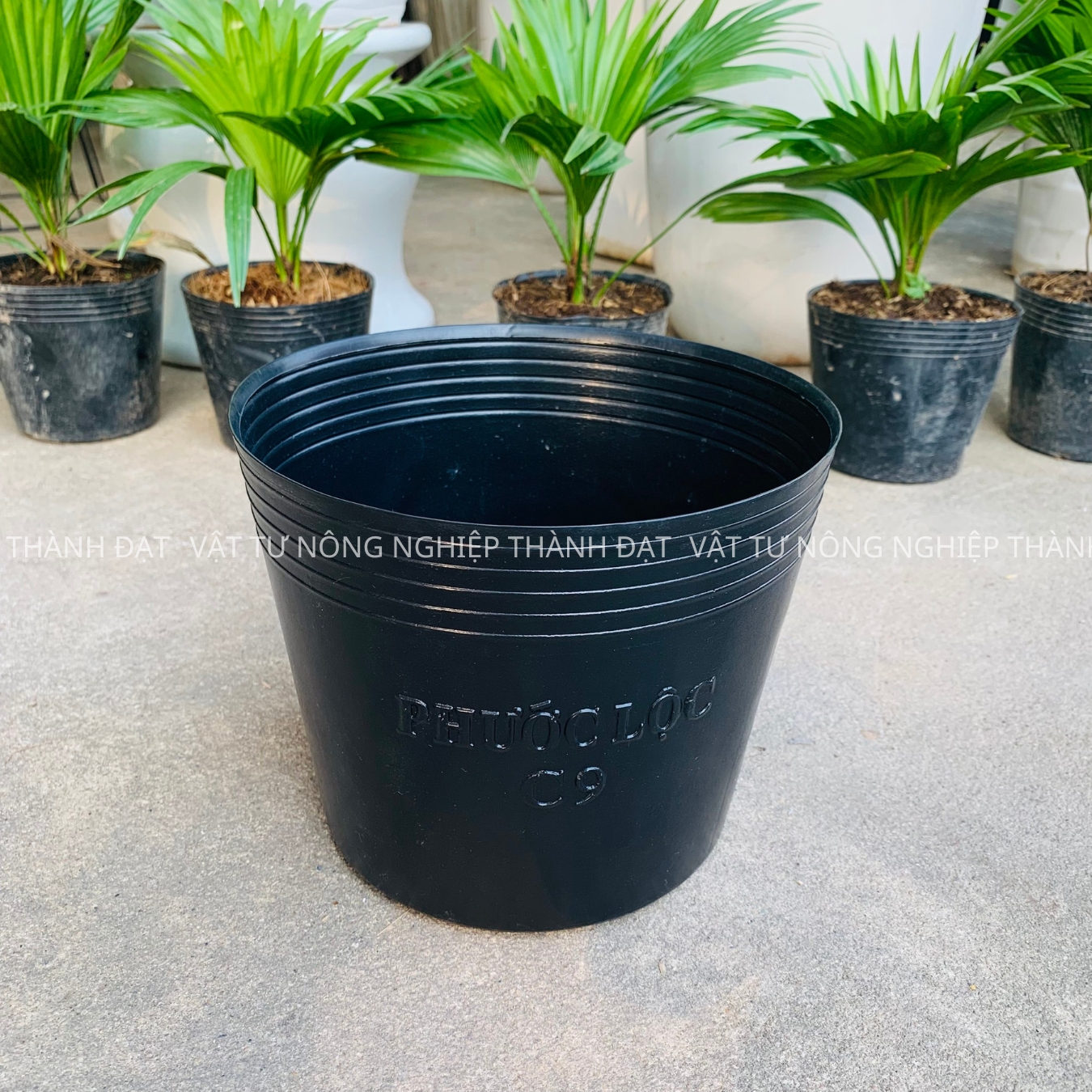 Bầu ươm cây cứng c9 hàng dày