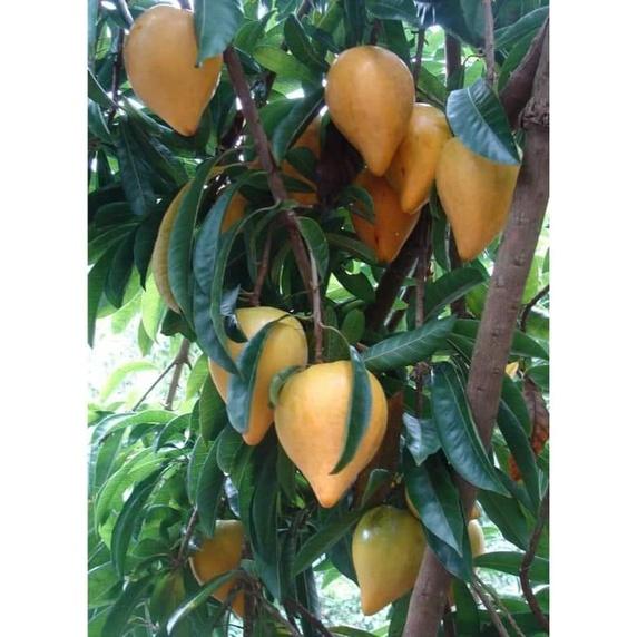 Cây Giống Lêkima chuẩn giống