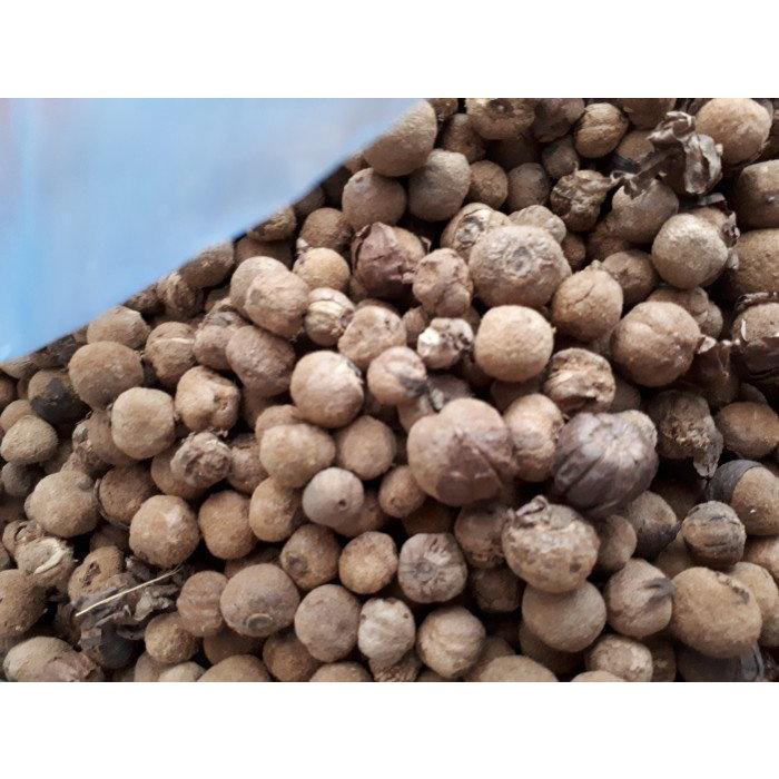 1 KG hạt giống Cây Gia Tỵ .