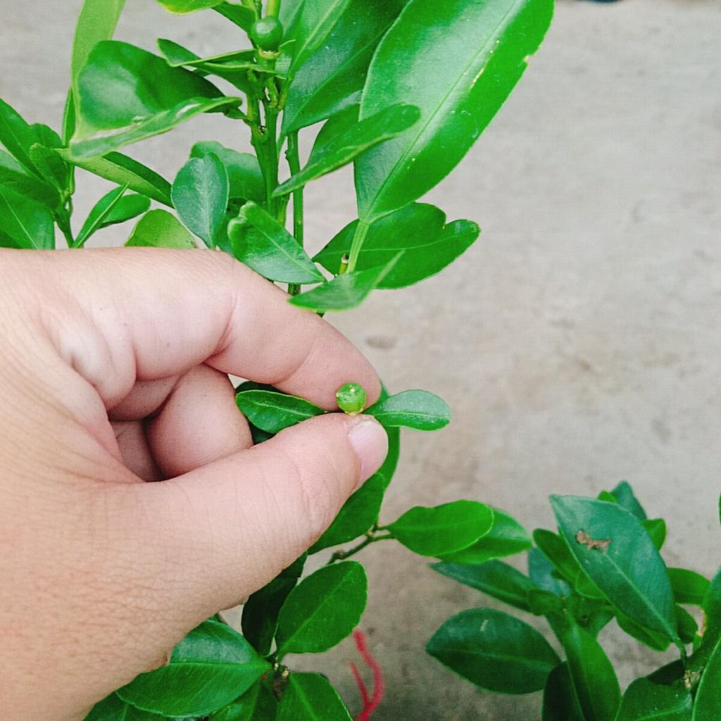 Cây tắc chua - cây đang cho trái + tặng phân bón