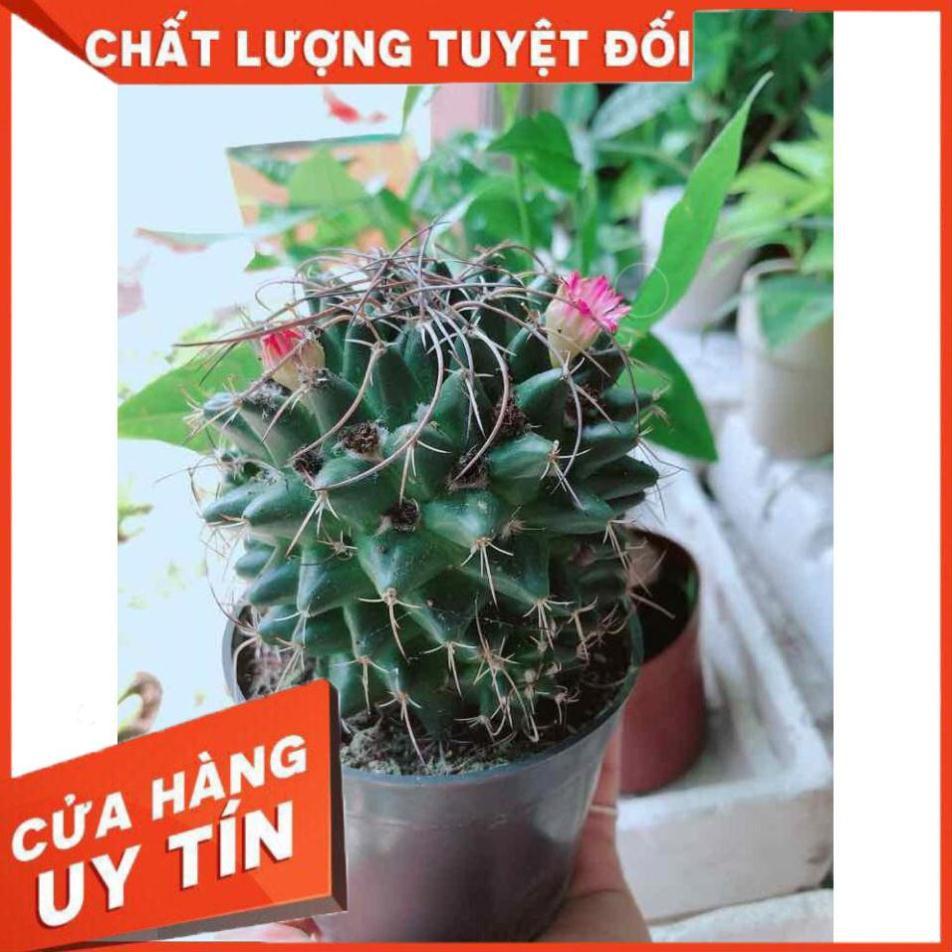 Xương rồng Nhiều Người Mua