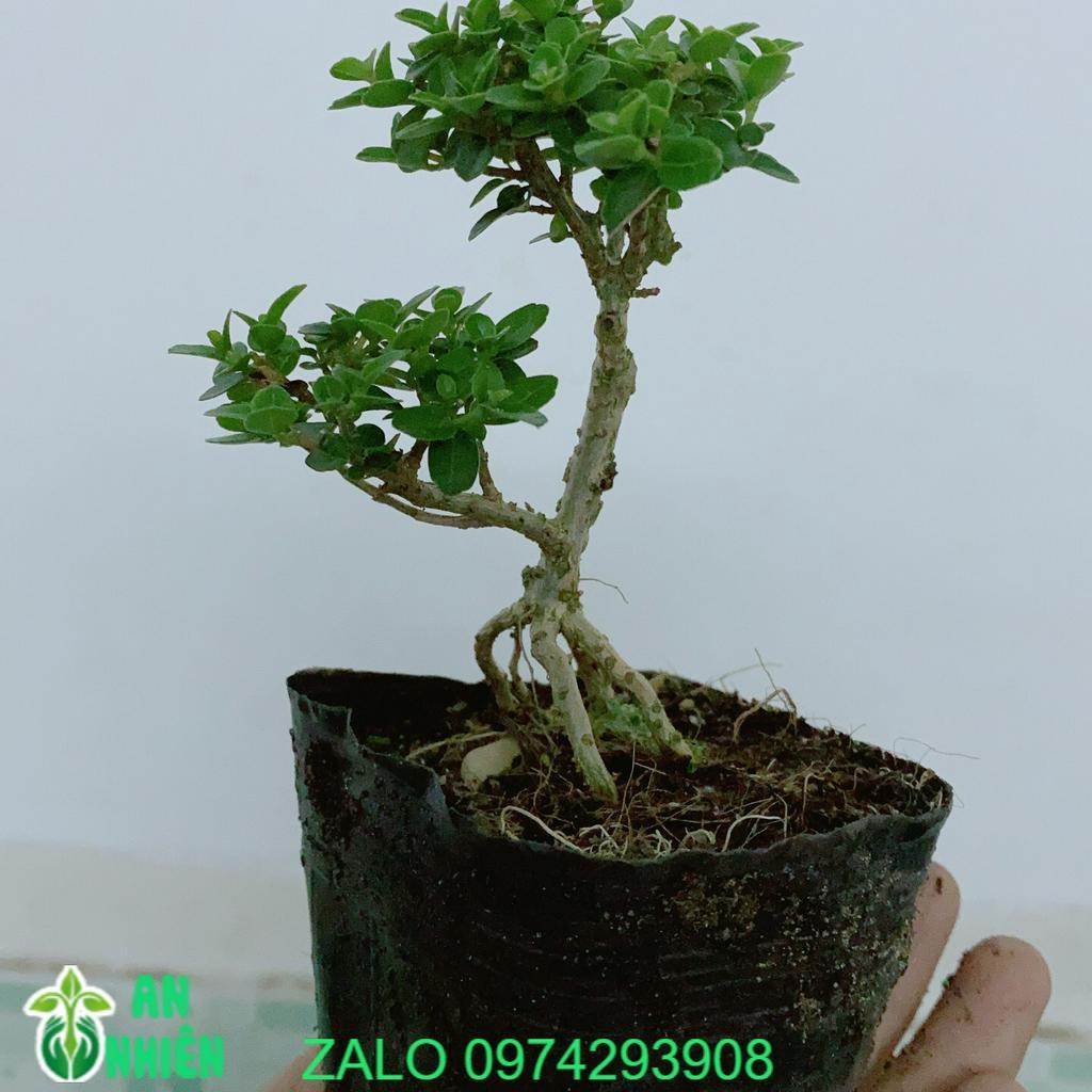 Cây Sam Hương Bonsai Mini